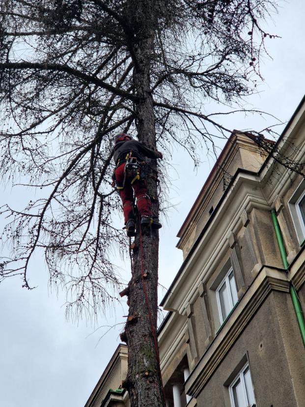 postupné kácení modřínu Havířov